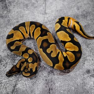 OD YB 100% DH Clown Pied (HI)