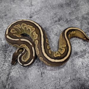 Cinnamon Spotnose Mojave Specter / YB 100% Het Clown