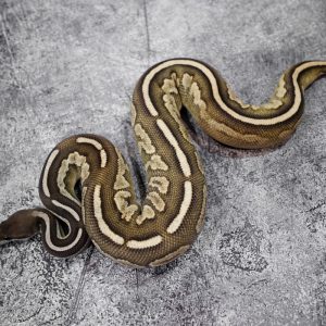 Cinnamon Spotnose Mojave Specter / YB 100% Het Clown