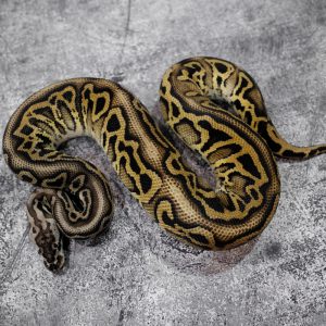 Hurricane Leopard Het Red Axanthic  Pastel 100% DH Desert Ghost Clown