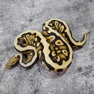 Cypress Spotnose Hurricane Honey / Vanilla 100% Het Clown