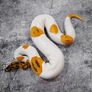 OD YB Leopard Clown Pied (HI)