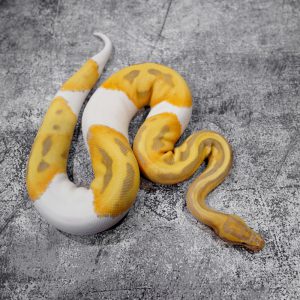 Candy Pied