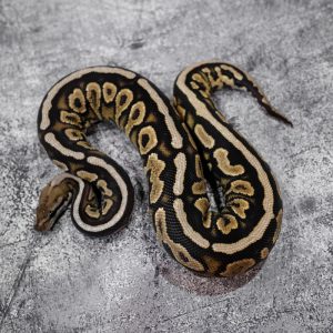 Spotnose Cinnamon Specter / YB 100% Het Clown