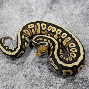 Cypress Spotnose Honey 100% Het Clown