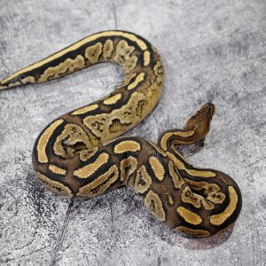 Hurricane Bongo Vanilla / Honey 100% Het Clown