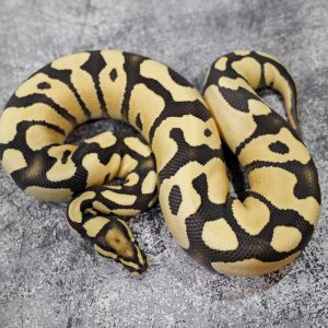 Disco YB Desert Ghost 100% Het Cryptic