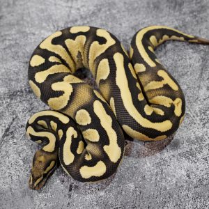 Disco YB Desert Ghost 66% Het Cryptic