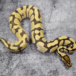 Enchi Disco Cryptic Desert Ghost Poss YB