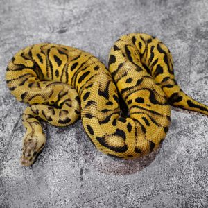 Hurricane Pastel YB Crypton 100% Het Desert Ghost Poss Chocolate