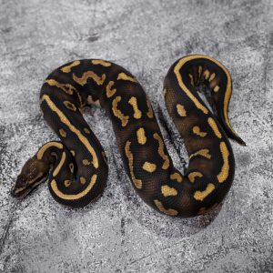 Orbit Leopard Fire 100% Het Clown