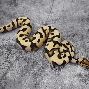 Disco YB Cryptic Desert Ghost