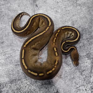 Stranger Mahogany Mojave YB 100% Het Clown