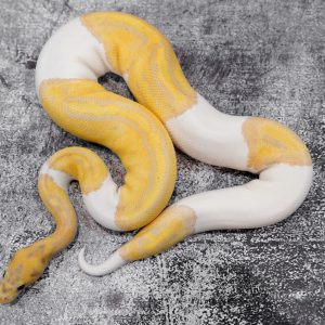 OD Enchi Banana Clown Pied