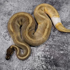 Super Enchi Mojave Pied 66% Het Sunset