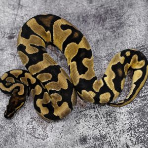 OD 100% DH VPI Axanthic Pied Poss Enchi  (HI)