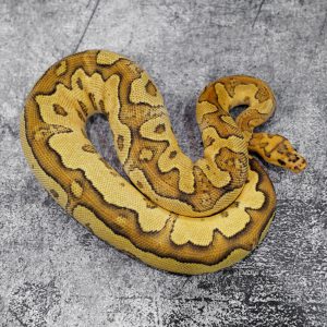 OD YB Fire / Vanilla Clown