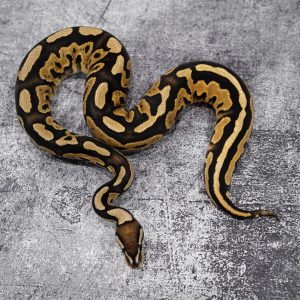 Cinnamon Disco YB Cryptic 66% Het Desert Ghost