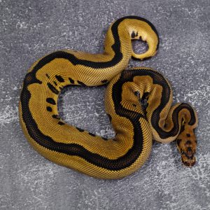 Leopard Blade Clown 100% Het VPI Axanthic