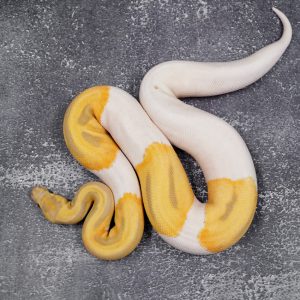 Candy Pied