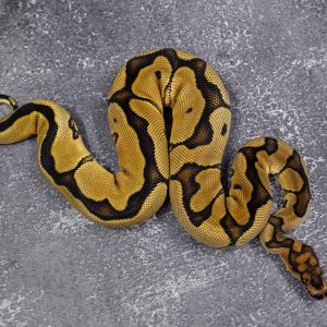 Blade Clown 100% Het VPI Axanthic