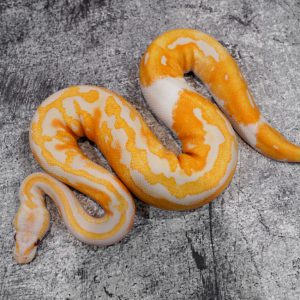 Black Head Dreamsicle Poss Red Gene