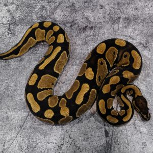 Blade 100% Quad Het VPI Axanthic Clown Hypo Pied