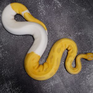 OD Candy Pied  (HI)