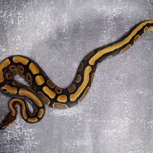 OD Red Stripe 100% DH Clown Pied