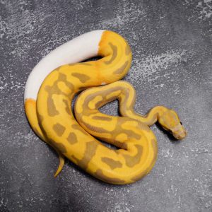 Candy Pied