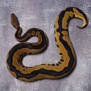 Leopard Blade Clown 100% Het VPI Axanthic