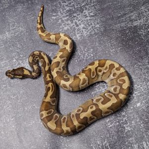 Super Enchi Mojave 66% DH Sunset Pied