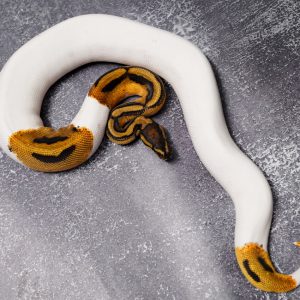 OD Pied 100% Het Candy  (HI)