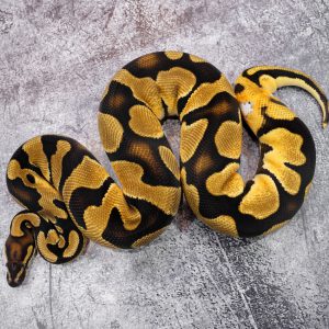 OD YB 100% DH Clown Pied (HI)