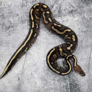 Orbit Leopard Fire 100% Het Clown