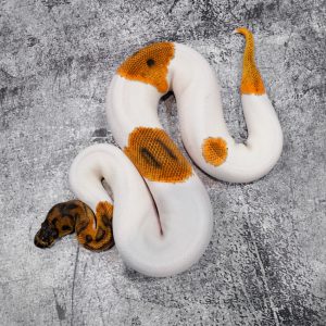 OD Clown Pied Poss Enchi (HI)