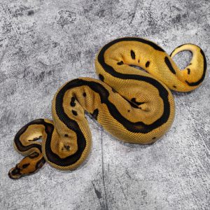 OD Leopard YB Clown 100% Het Pied (HI)