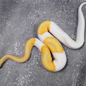 Candy Pied