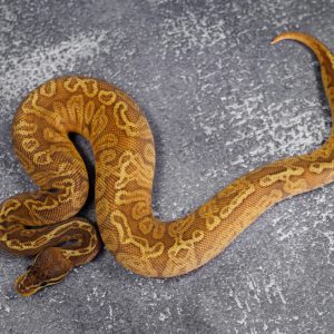 Fire Sunset Poss Leopard