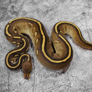 Stranger Mahogany Mojave 100% Het Clown