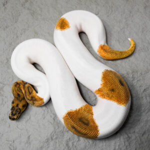 OD Clown Pied Poss Enchi (HI)