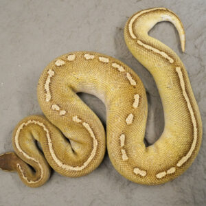 Black Head Red Gene Butter Paint Hypo Poss YB