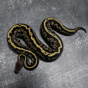 Black Head Mahogany Leopard Disco 100% DH Clown Pied Poss Red Gene Phantom