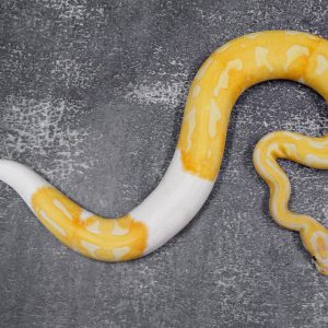 OD Dreamsicle (HI)