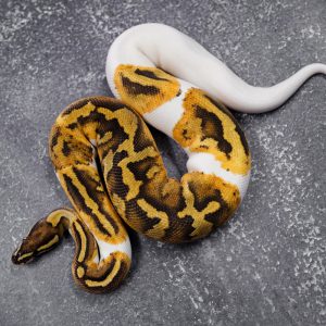 Fire Enchi Pied 100% Het Ultramel