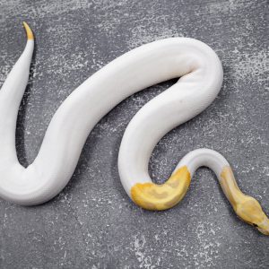 Candy Pied