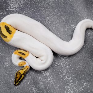 OD Vanilla YB Pied 100% Het Clown (HI)