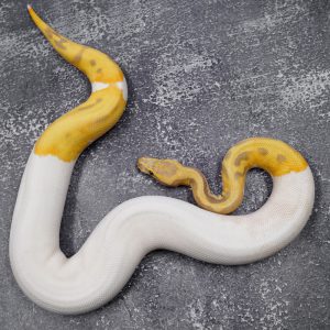 Candy Pied