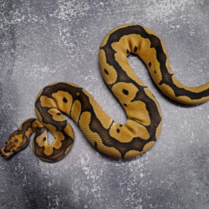 Blade Clown 100% Het VPI Axanthic