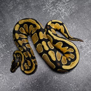 OD 100% DH Desert Ghost Pied Poss YB